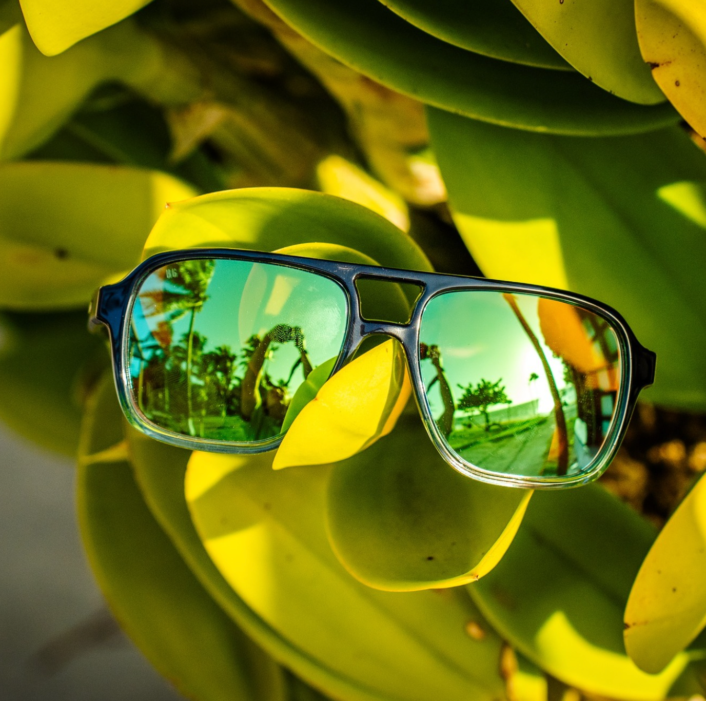 Bajío Sunglasses
